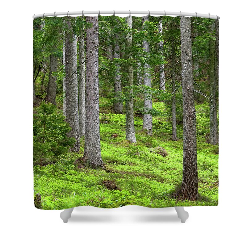Scenics Shower Curtain featuring the photograph Close-up Of Green Trees And Grass In A by Scacciamosche