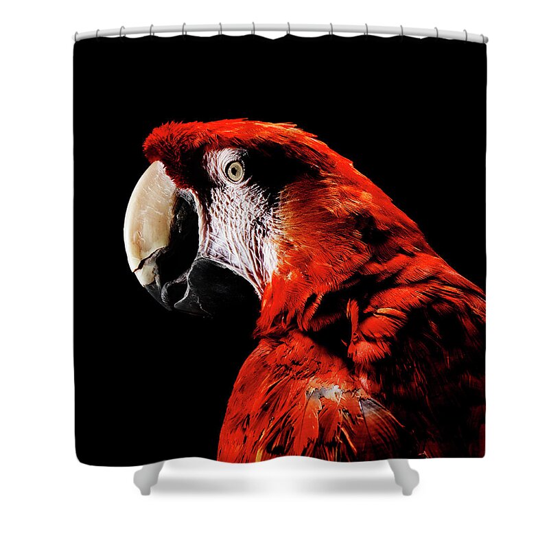 Pets Shower Curtain featuring the photograph Close Up Of Scarlet Macaw by Henrik Sorensen