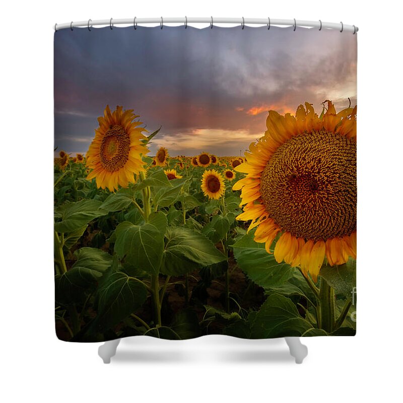 Sunflower Fields Shower Curtain featuring the photograph Close up of the Sunflower Fields at sunset by Ronda Kimbrow