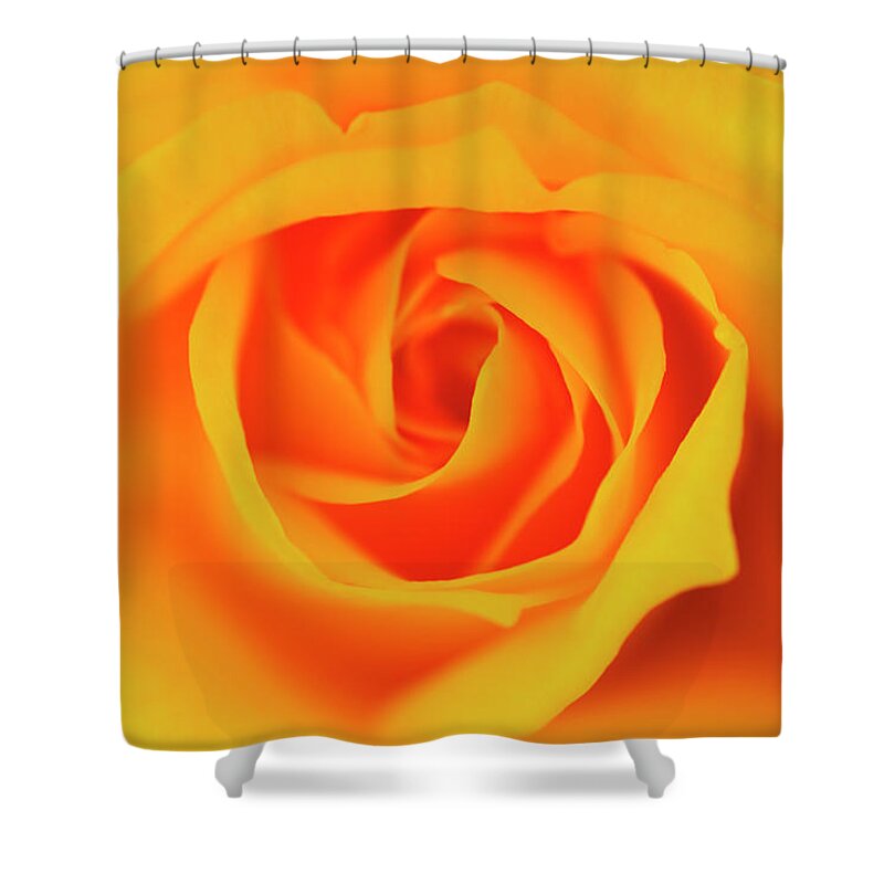 Shiga Prefecture Shower Curtain featuring the photograph Close Up Of Yellow Rose by Imagewerks