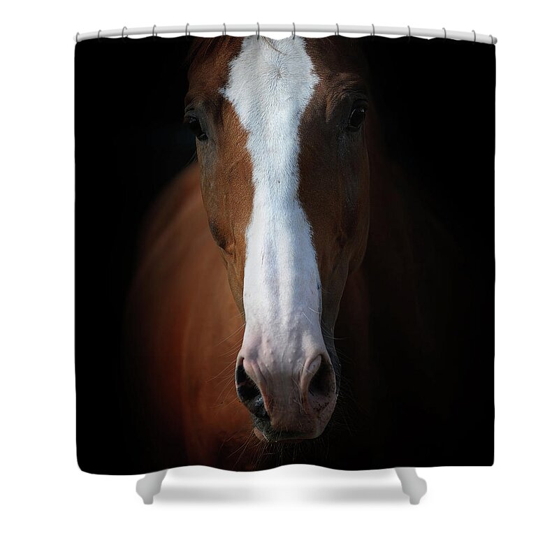 Horse Shower Curtain featuring the photograph Close Up by Photographs By Maria Itina