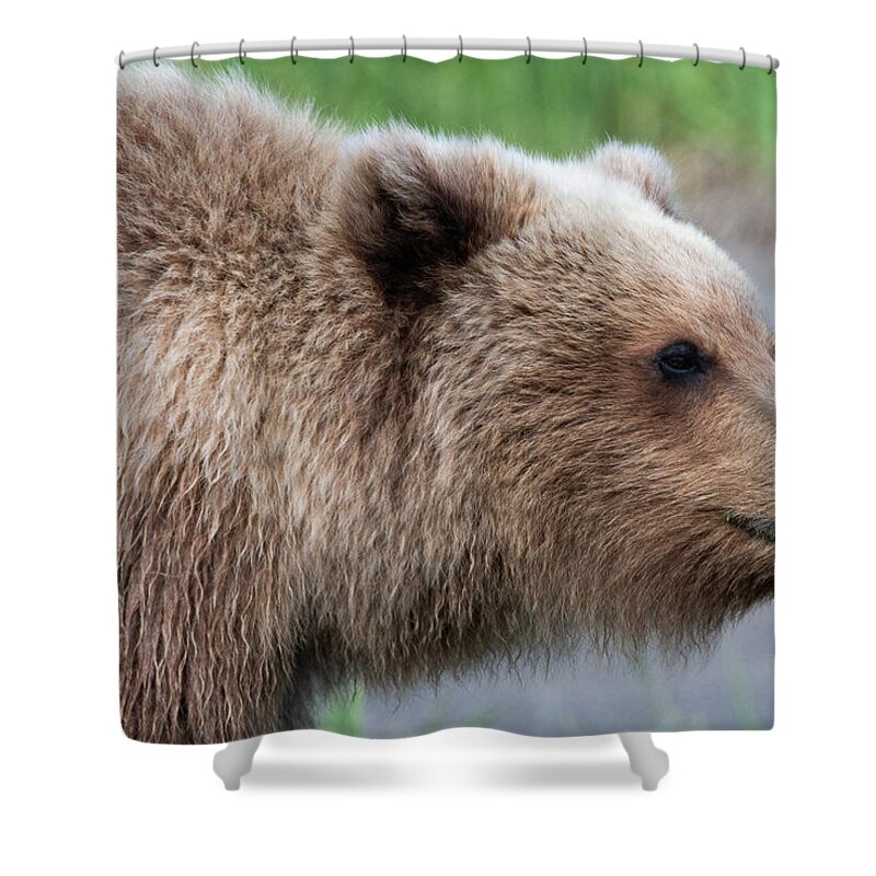 Bear Shower Curtain featuring the photograph Close up portrait of Alaskan Brown Bear by Mark Hunter