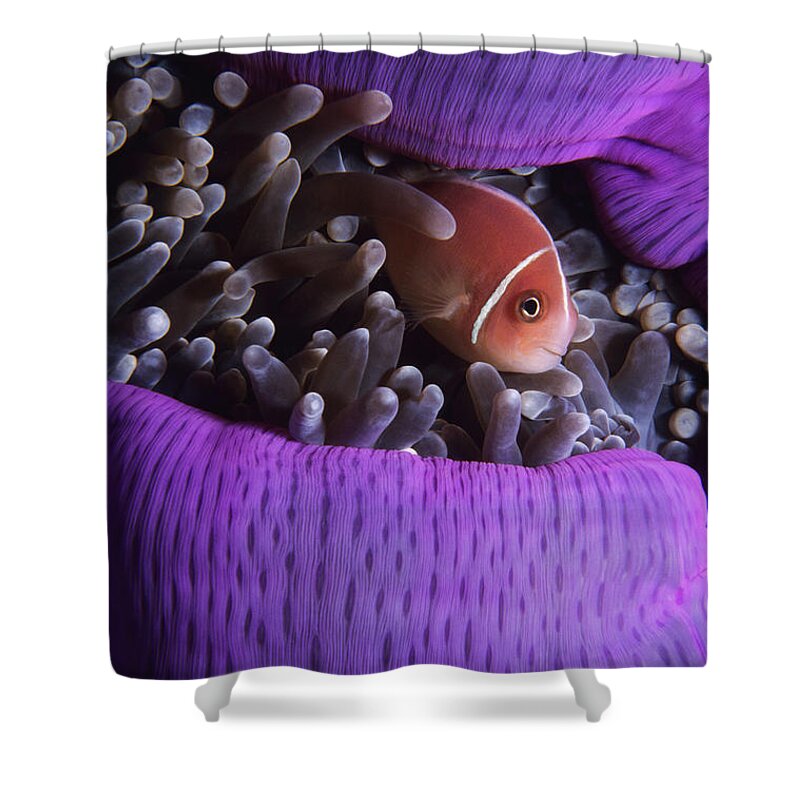 Underwater Shower Curtain featuring the photograph Clownfish In Purple Anenome by Tammy616