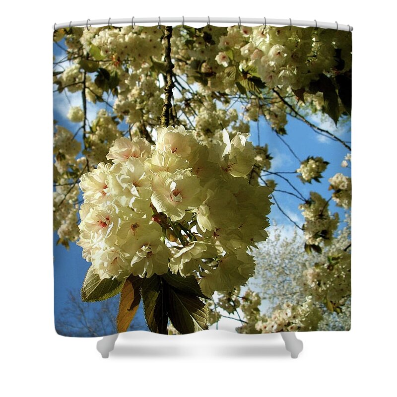 Bunch Shower Curtain featuring the photograph Clusters Of Spring Cherry Blossom In by Tracy Packer Photography