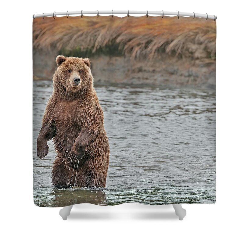 Wild Shower Curtain featuring the photograph Coastal Brown Bears On Salmon Watch by Gary Langley