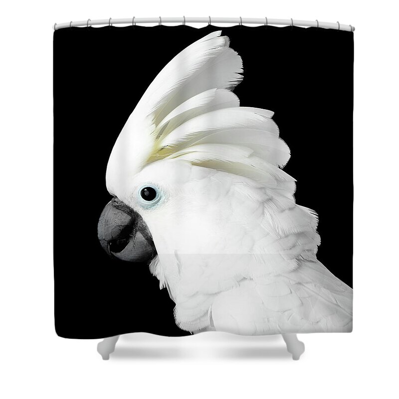 Cockatoo Shower Curtains