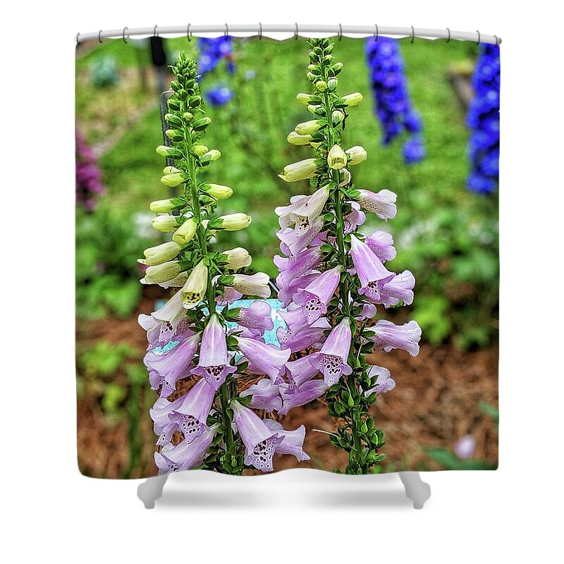 Flowers Shower Curtain featuring the photograph Cocklebells by Portia Olaughlin