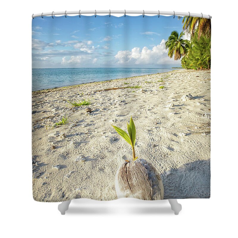 Coconut Shower Curtain featuring the photograph Coconut Sprout by Becqi Sherman