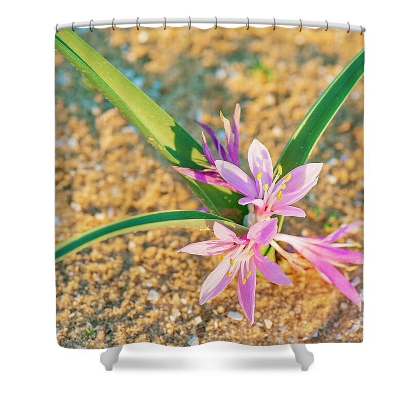 Colchicum Ritchii Shower Curtain featuring the photograph Colchicum Ritchi by Benny Woodoo