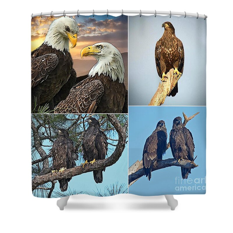 Swfl. Bald Eagles Shower Curtain featuring the photograph Collage of SWFL Eagle by Liz Grindstaff