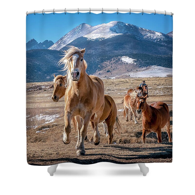 Horse Shower Curtain featuring the photograph Colorado Horses 3 by David Soldano