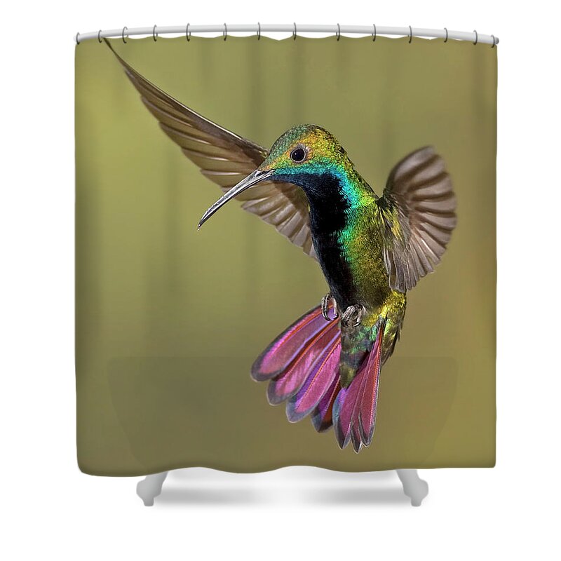 Adventure Shower Curtain featuring the photograph Colorful Humming Bird by Image By David G Hemmings