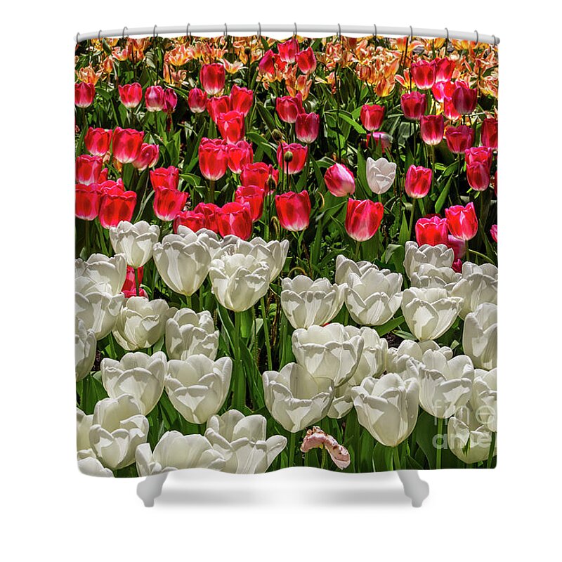 Art Shower Curtain featuring the photograph Colorful Tulips in White and Pink by Roslyn Wilkins