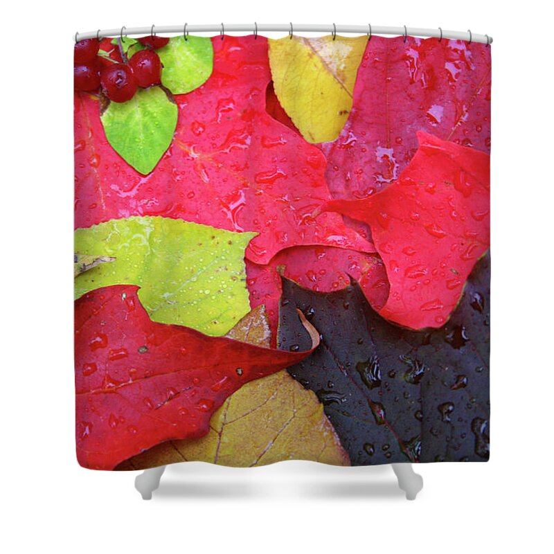 Dawn Richards Shower Curtain featuring the photograph Colors of Fall by Dawn Richards