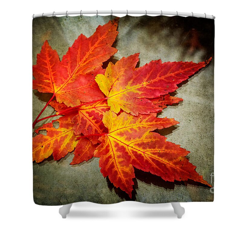 Leaves Shower Curtain featuring the photograph Colors of Fall by Debra Fedchin