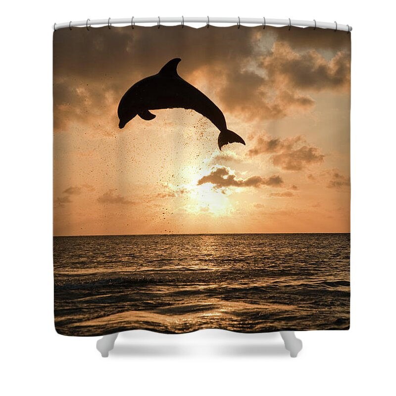Aerodynamic Shower Curtain featuring the photograph Common Bottlenose Dolphin Tursiops by Mike Hill