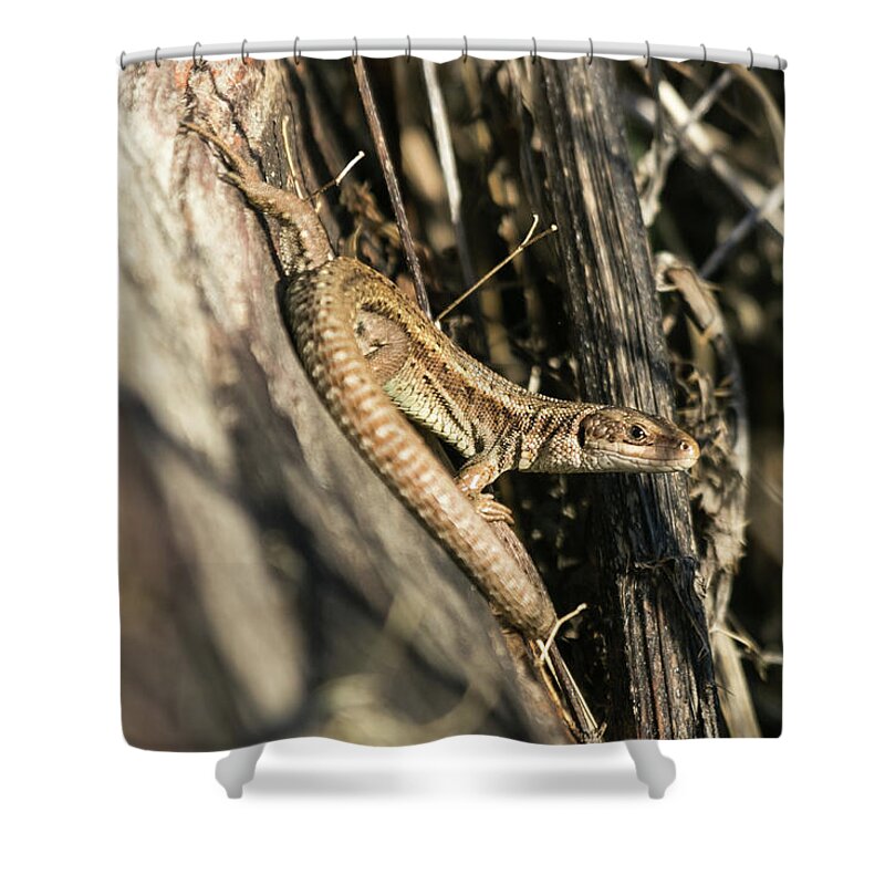 Wildlifephotograpy Shower Curtain featuring the photograph Common Lizard by Wendy Cooper