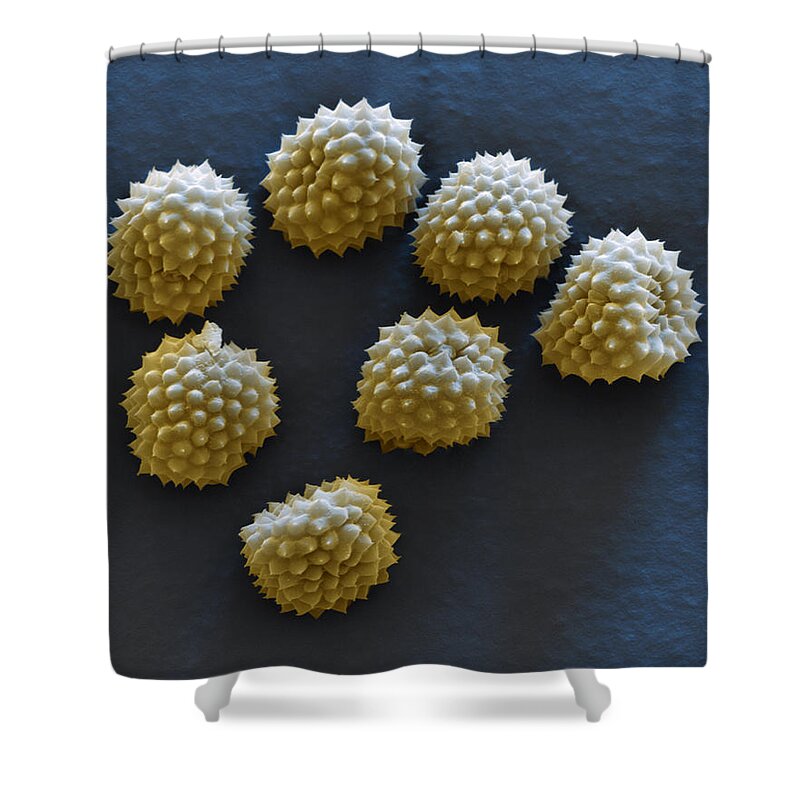Allergen Shower Curtain featuring the photograph Common Ragweed by Meckes/ottawa