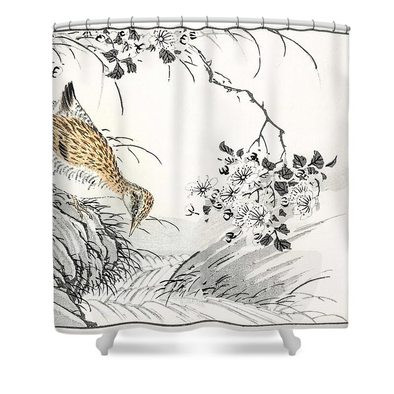 Nature Shower Curtain featuring the painting Common Sandpiper and Wild Rose illustration from Pictorial Monograph of Birds 1885 by Numata Kashu by Celestial Images