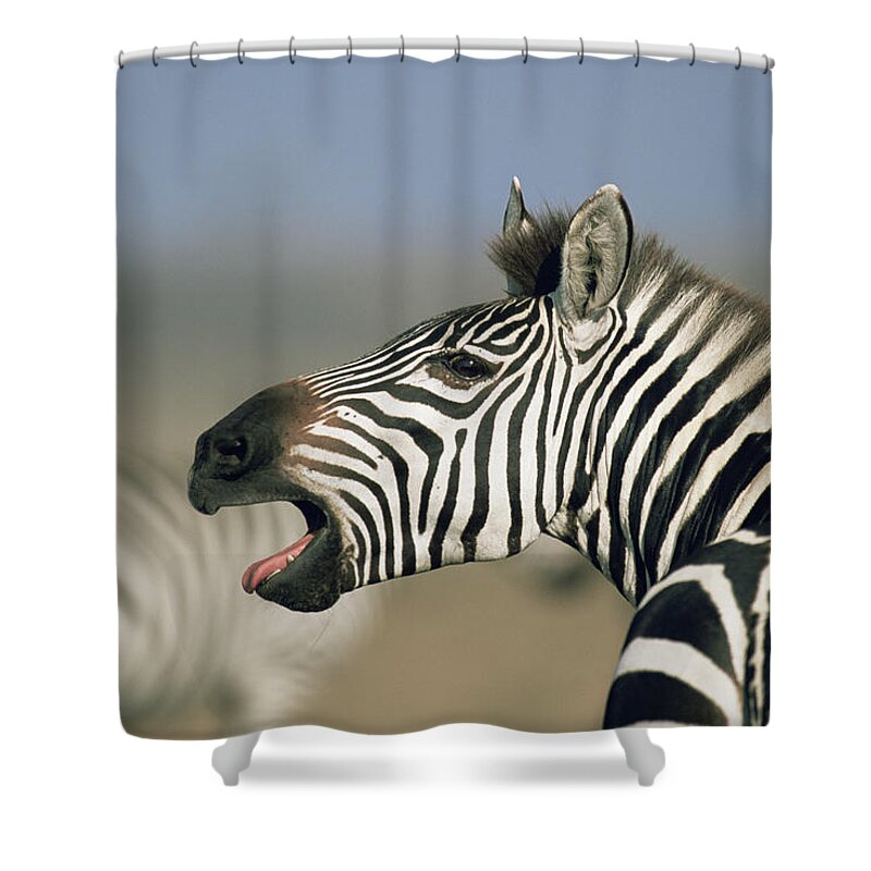 Kenya Shower Curtain featuring the photograph Common Zebra Equus Quagga Calling by James Warwick