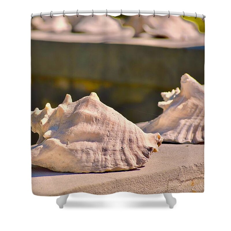 Photograph Shower Curtain featuring the photograph Conch Convention by Debra Grace Addison