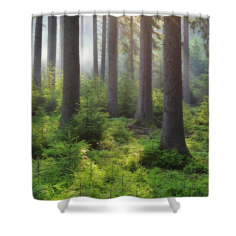Scenics Shower Curtain featuring the photograph Coniferous Forest In The Morning by Raimund Linke