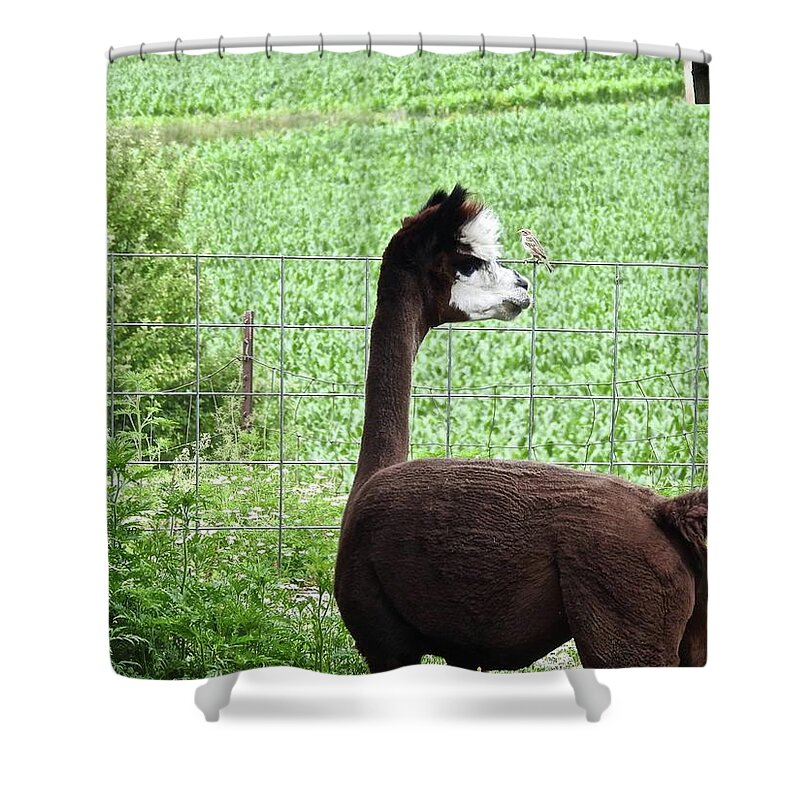 Bird Shower Curtain featuring the photograph The Conversation by Kathy Chism