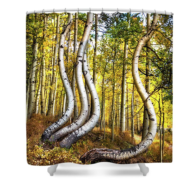 Telluride Shower Curtain featuring the photograph Convoluted Aspens by Norma Brandsberg