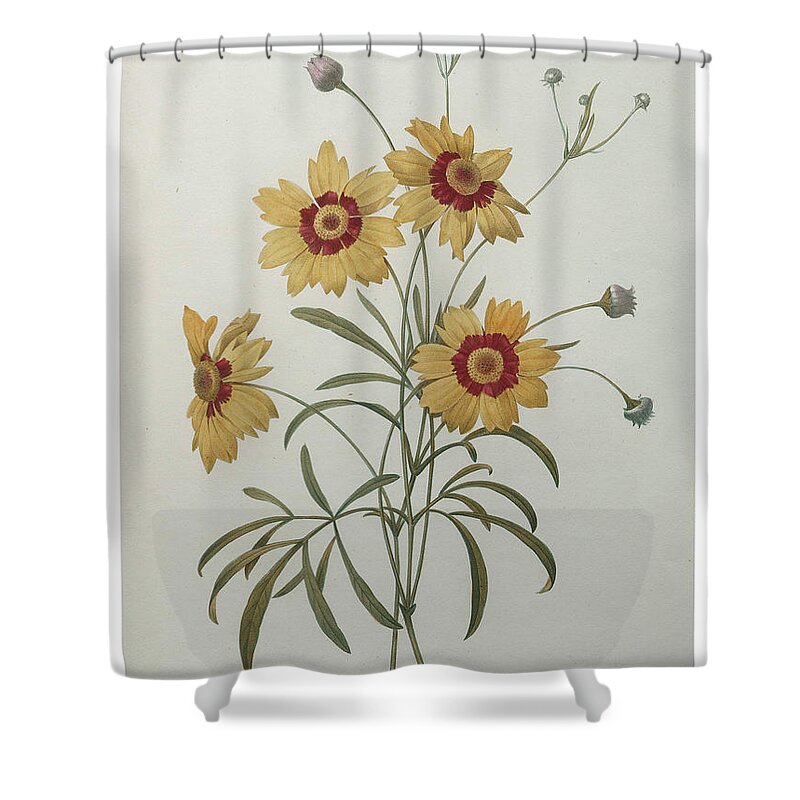 Redoute Shower Curtain featuring the painting Coreopsis or Tickseed by Pierre-Joseph Redoute