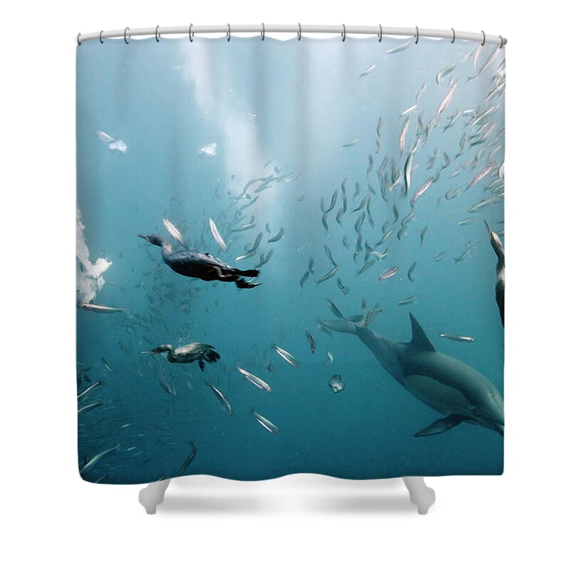 Underwater Shower Curtain featuring the photograph Cormorants Hunting With Dolphins by Dmitry Miroshnikov