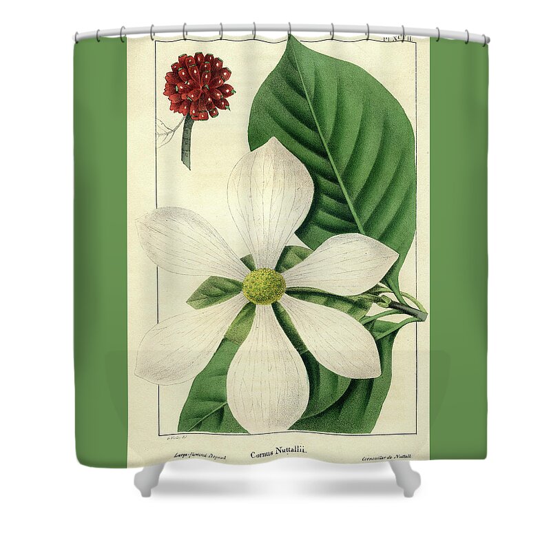 Pacific Dogwood Shower Curtain featuring the drawing Cornus Nuttallii by Unknown