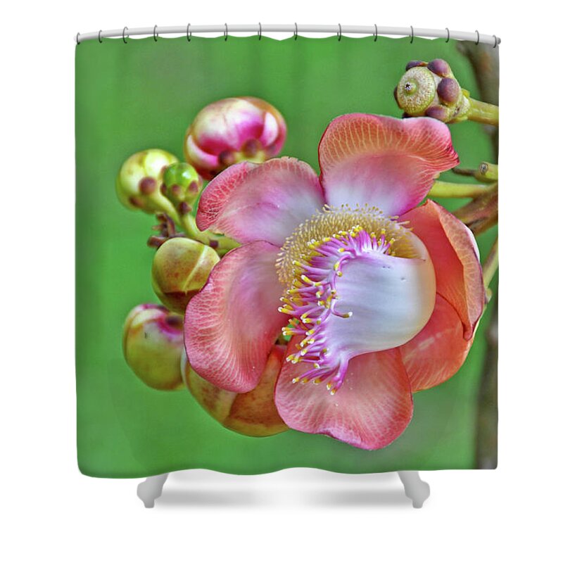 Kandy Shower Curtain featuring the photograph Coroupita Guianensis Flower by Rosita So Image