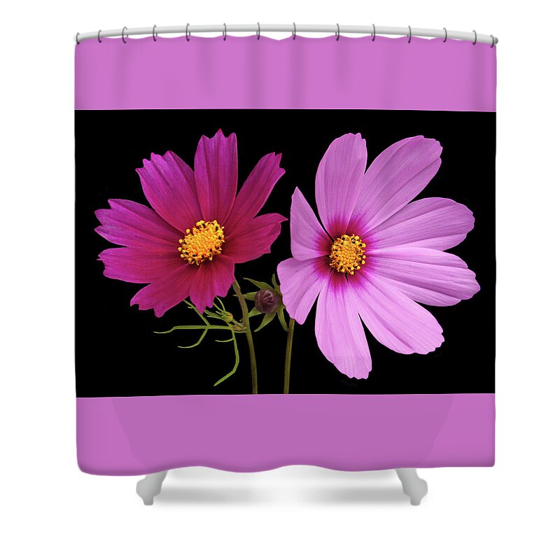 Cosmos Shower Curtain featuring the photograph Cosmos Duet by Terence Davis
