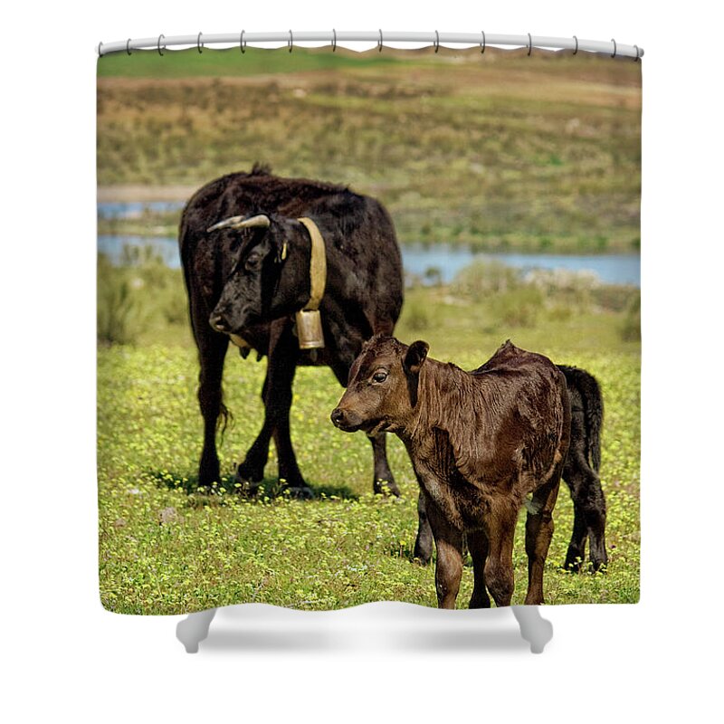 Animal Themes Shower Curtain featuring the photograph Cow Family by Ondacaracola Photography