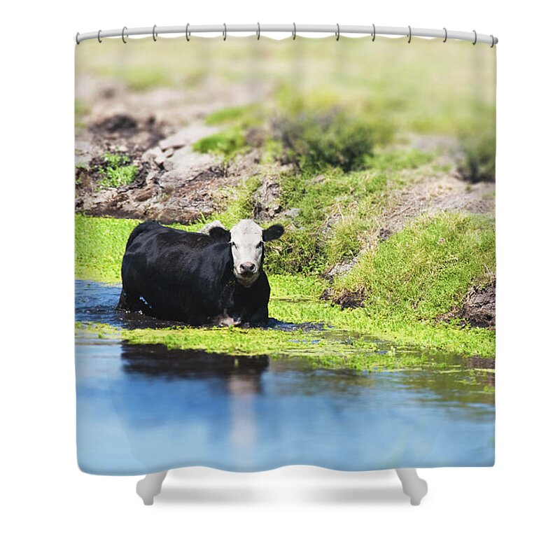 California Shower Curtain featuring the photograph Cow In The Water Tilt Shift by Toddarbini