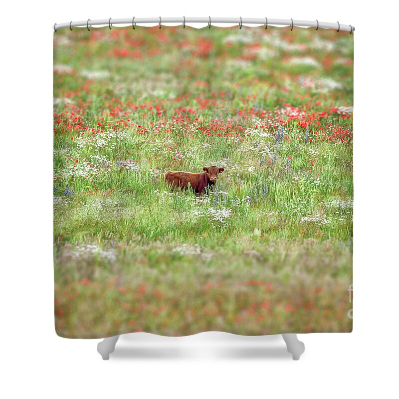 Cow Shower Curtain featuring the photograph Cow in wild flower meadow by Simon Bratt