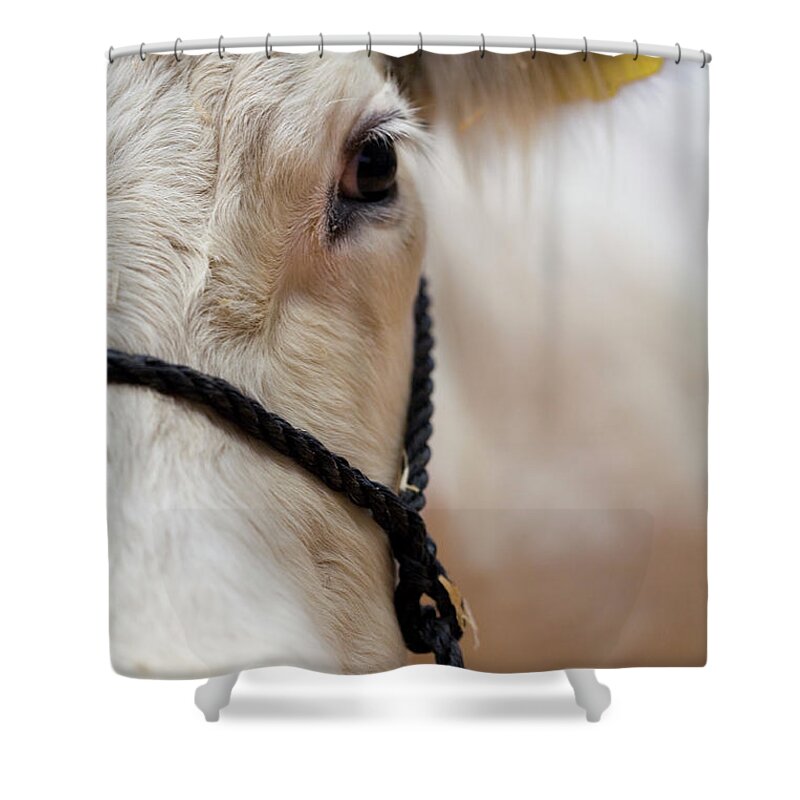 Mad Cow Disease Shower Curtain featuring the photograph Cow by Meltonmedia