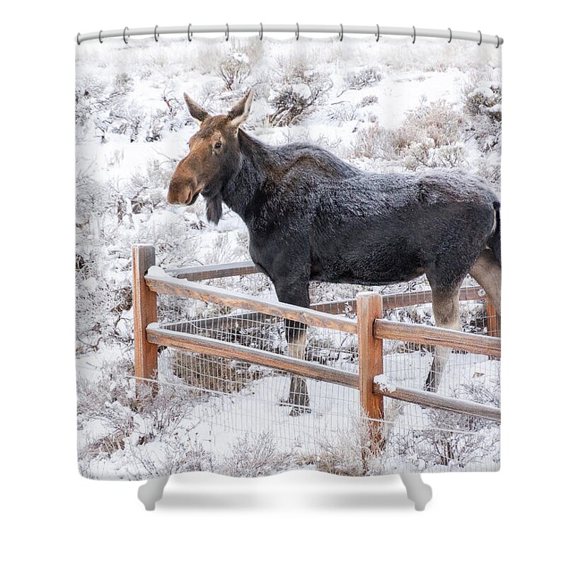 Moose Shower Curtain featuring the photograph Cow Moose at Fence by Stephen Johnson