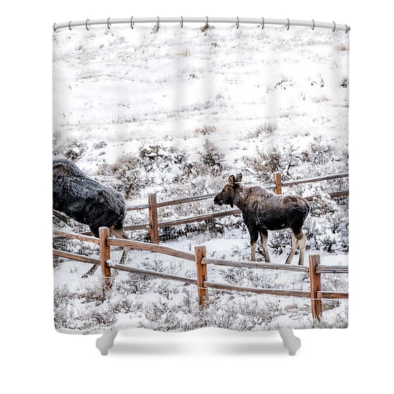 Cow Moose Shower Curtain featuring the photograph Cow Moose Leaping Fence by Stephen Johnson