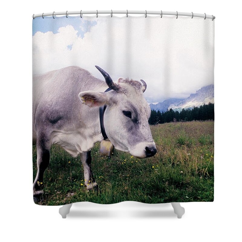 Horned Shower Curtain featuring the photograph Cow On Lavazè Pass by Stefano Salvetti
