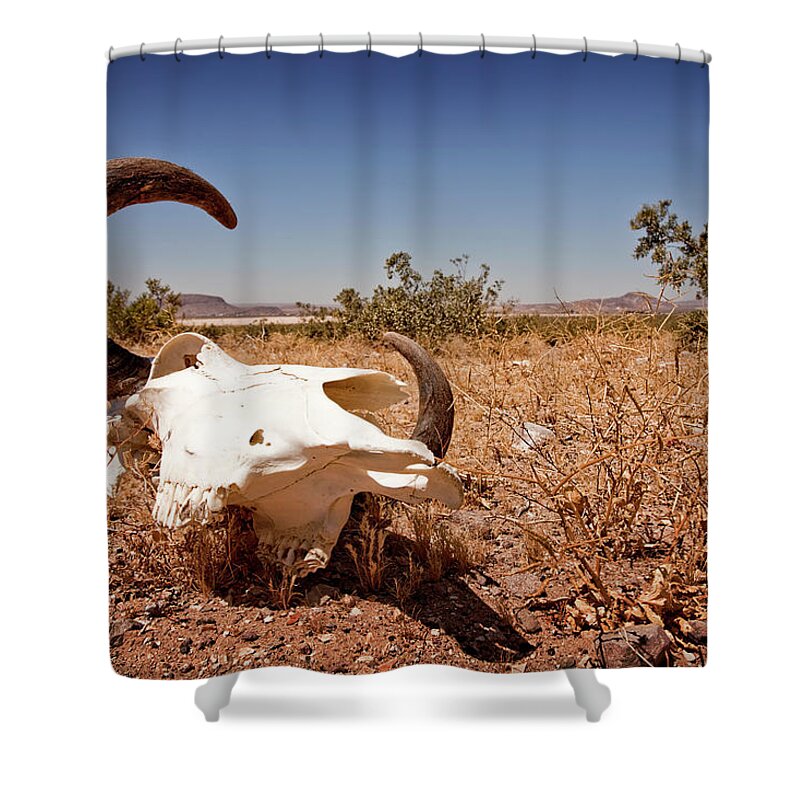 Horned Shower Curtain featuring the photograph Cow Skull In The Nevada Desert by Lee Pettet
