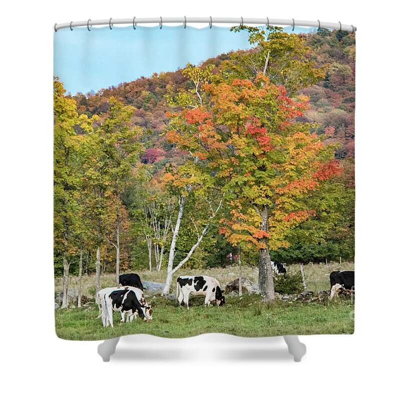 Autumn Shower Curtain featuring the photograph Cows Grazing by John Greco