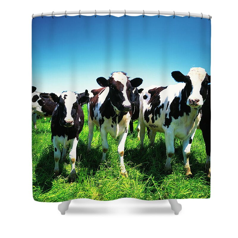 Hokkaido Shower Curtain featuring the photograph Cows In The Field, Betsukai Town by Gyro Photography/amanaimagesrf