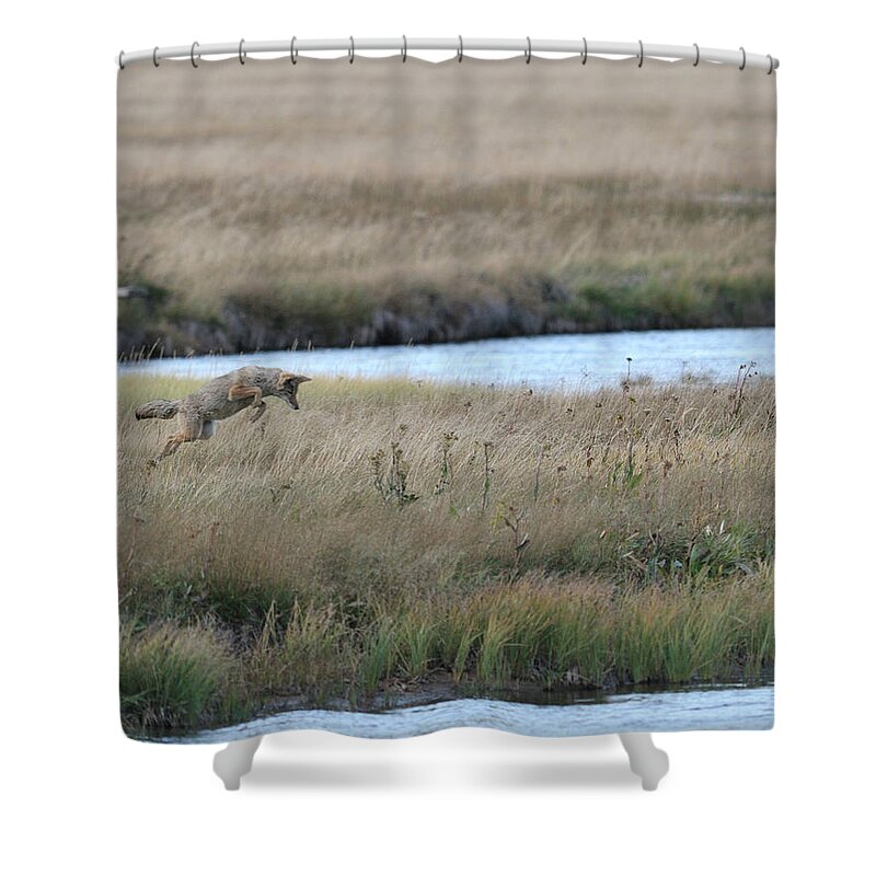 Grass Shower Curtain featuring the photograph Coyote Hunting In Grass by Photo By James Keith