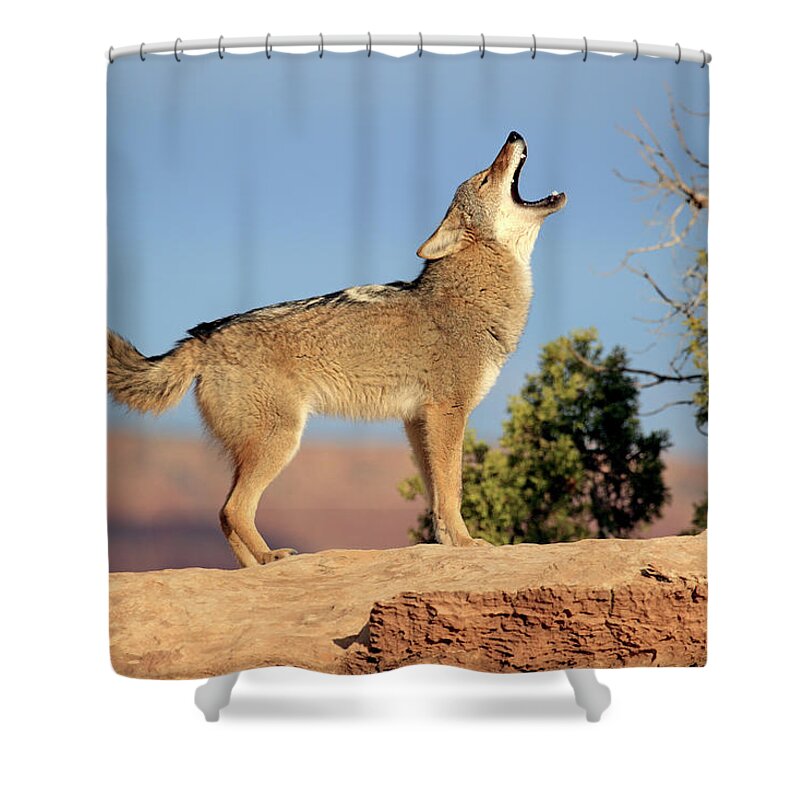Scenics Shower Curtain featuring the photograph Coyote by Tier Und Naturfotografie J Und C Sohns