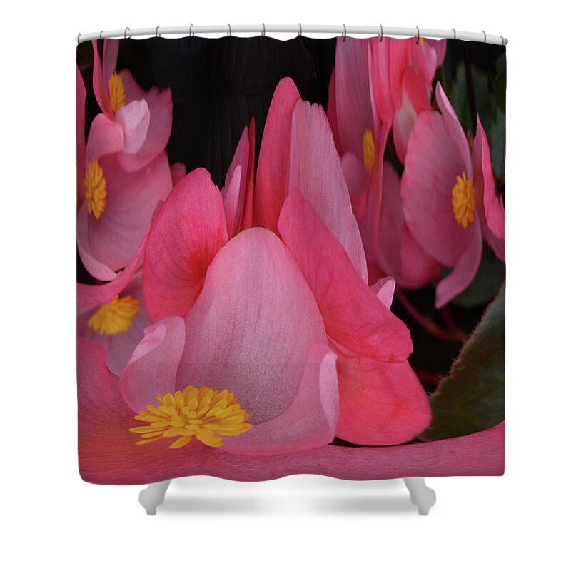 Begonia's Shower Curtain featuring the photograph Creation of Begonia's by Terence Davis