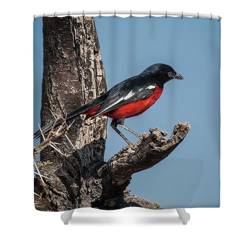 Shrike Crimson Shower Curtain featuring the photograph Crimson-brested Shrike by Claudio Maioli