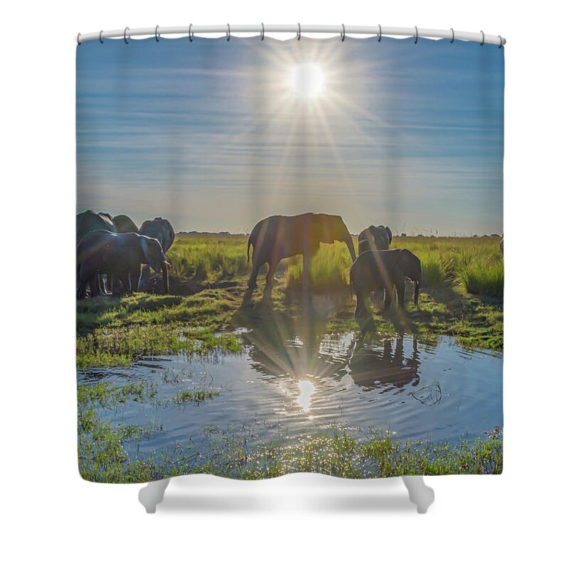 Elephants Shower Curtain featuring the photograph Crossing the Chobe by Marcy Wielfaert