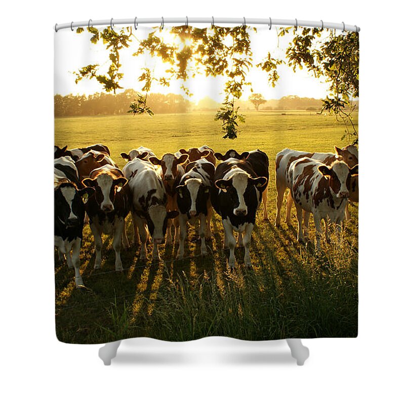Shadow Shower Curtain featuring the photograph Crowded Cows by Bob Van Den Berg Photography