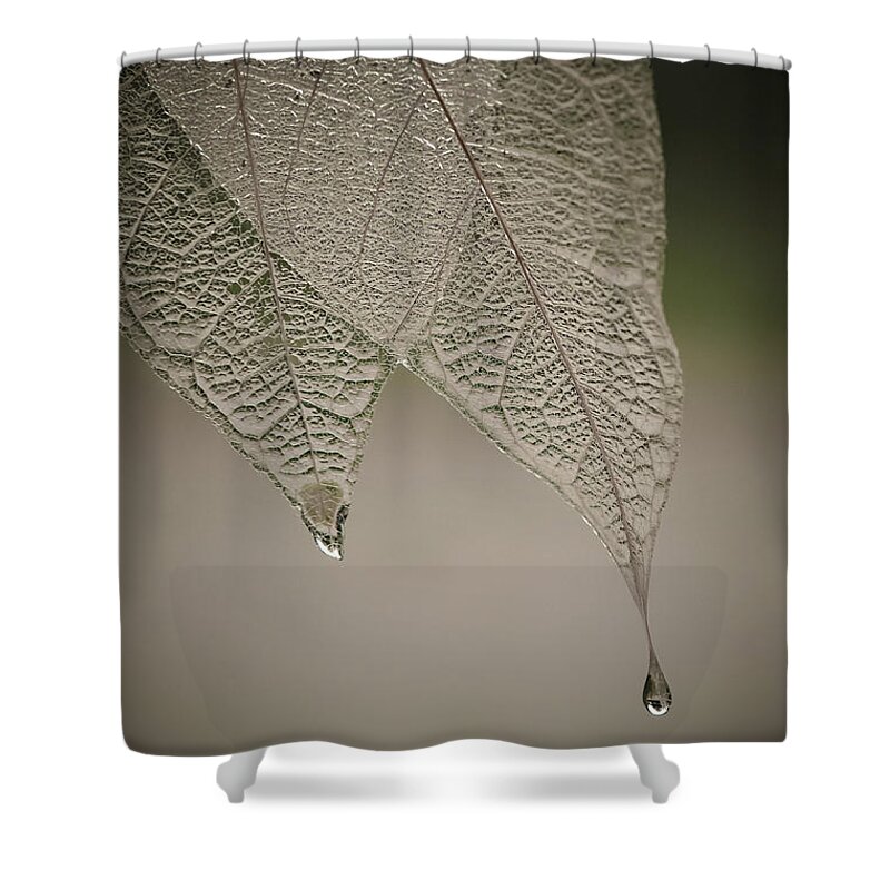 Leaf Shower Curtain featuring the photograph Crystal Rain by Maggie Terlecki